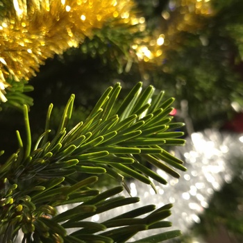 Christmas and New Year Wishes from NCC